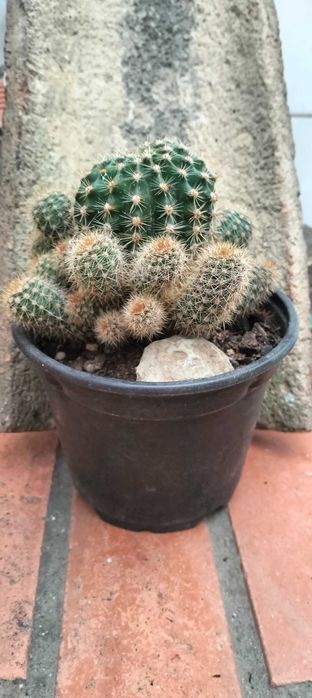 Cacto bola (com 27 cactos bebés)