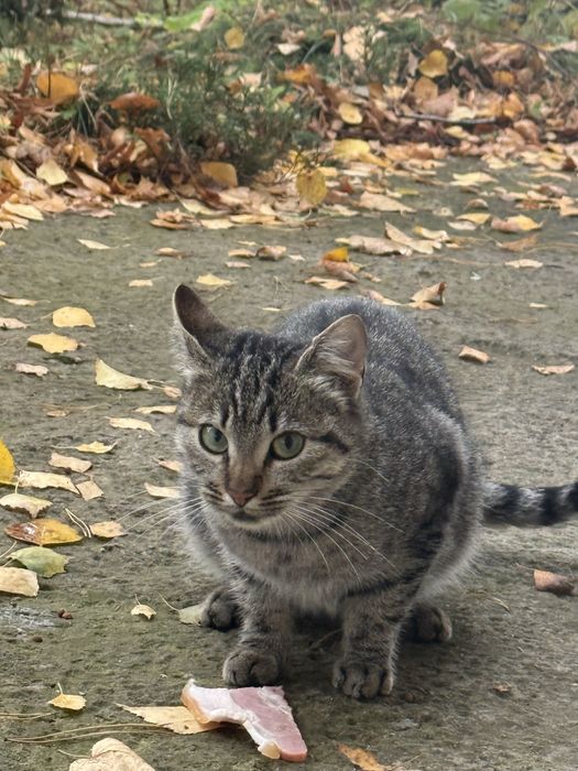 Віддамо котиків в хороші руки