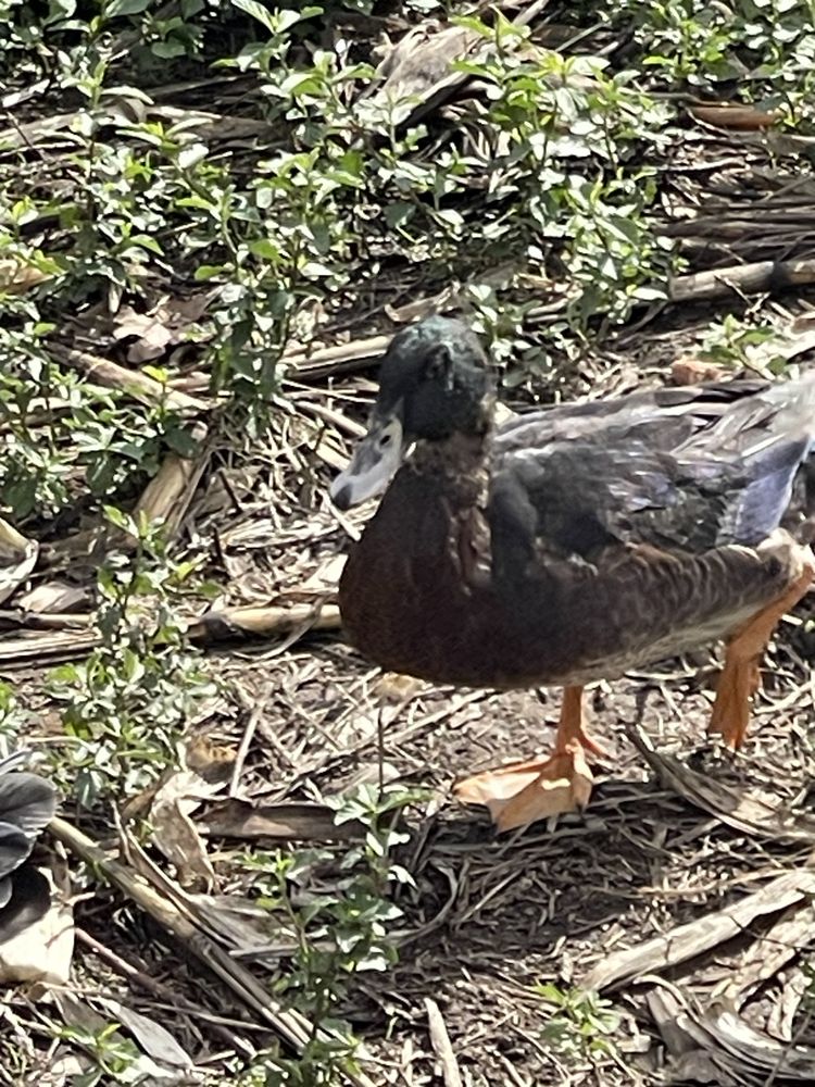 Patos para venda da quinta