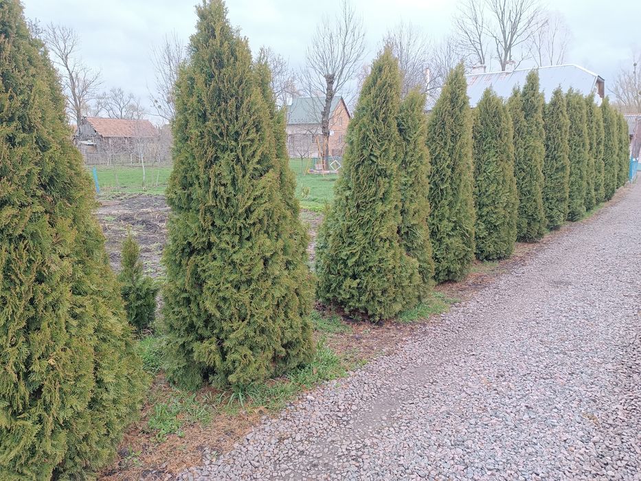 Ялівці блю ерров та туї  смарагд