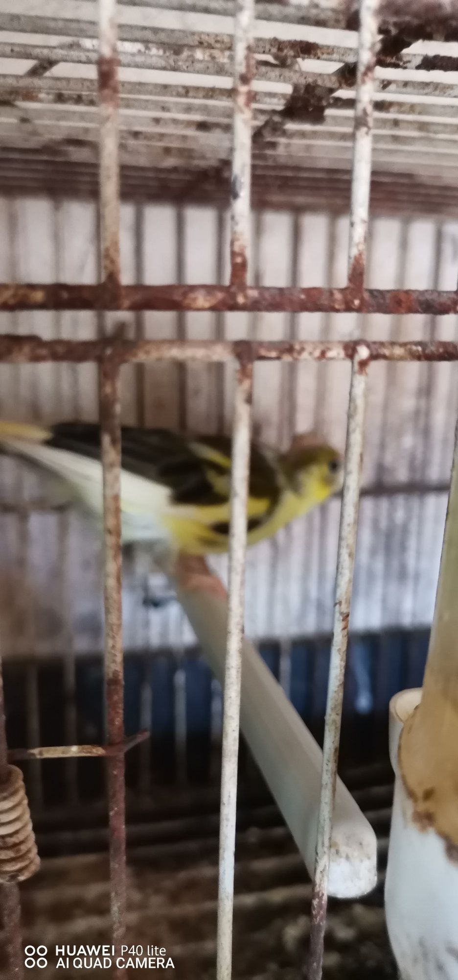 Vendo casal de canários