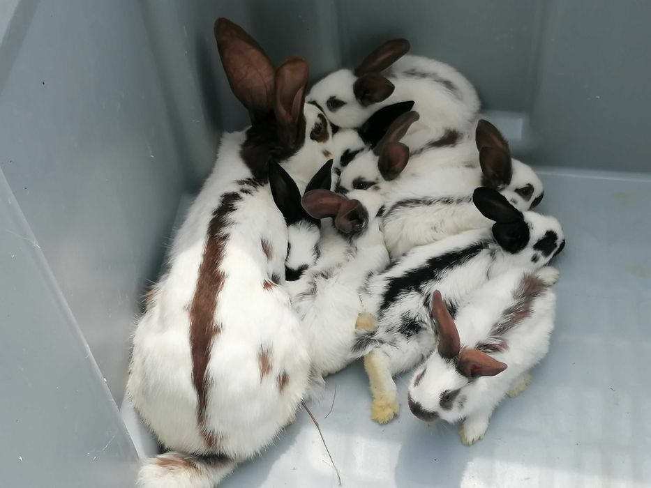 srokacz niemiecki samica hawana czarna niebieska