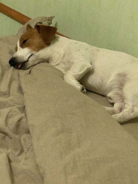 Джек рассел зведу