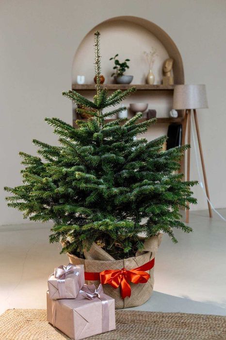 Новорічна Ялиця Нордмана, 120-180 см, гурт. Живая елка в горшке