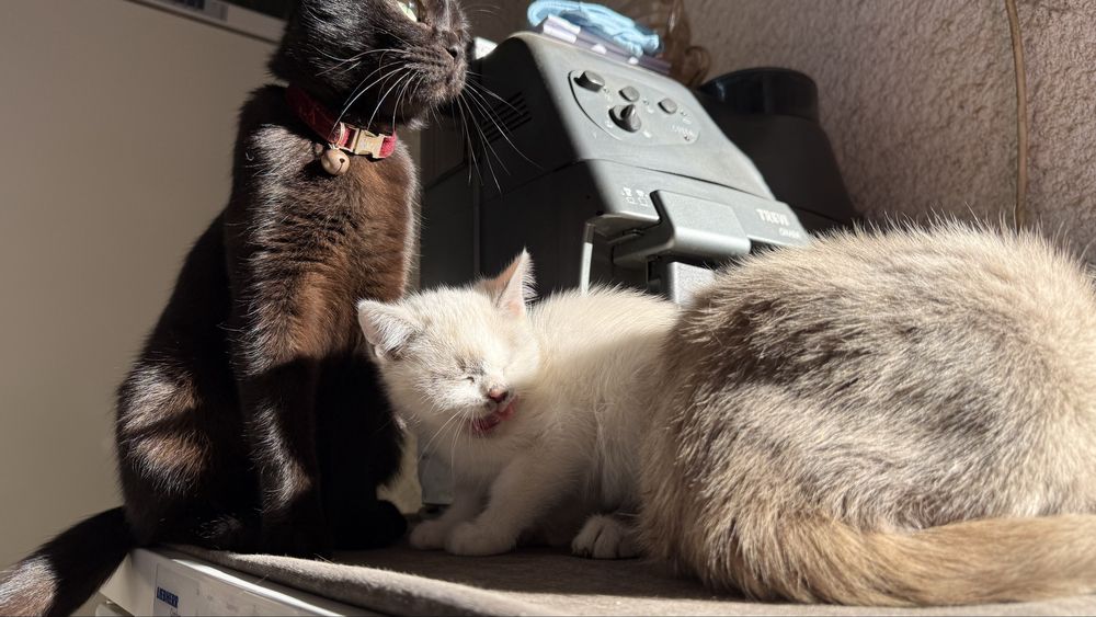 Сіамська кішечка, Безкоштовно