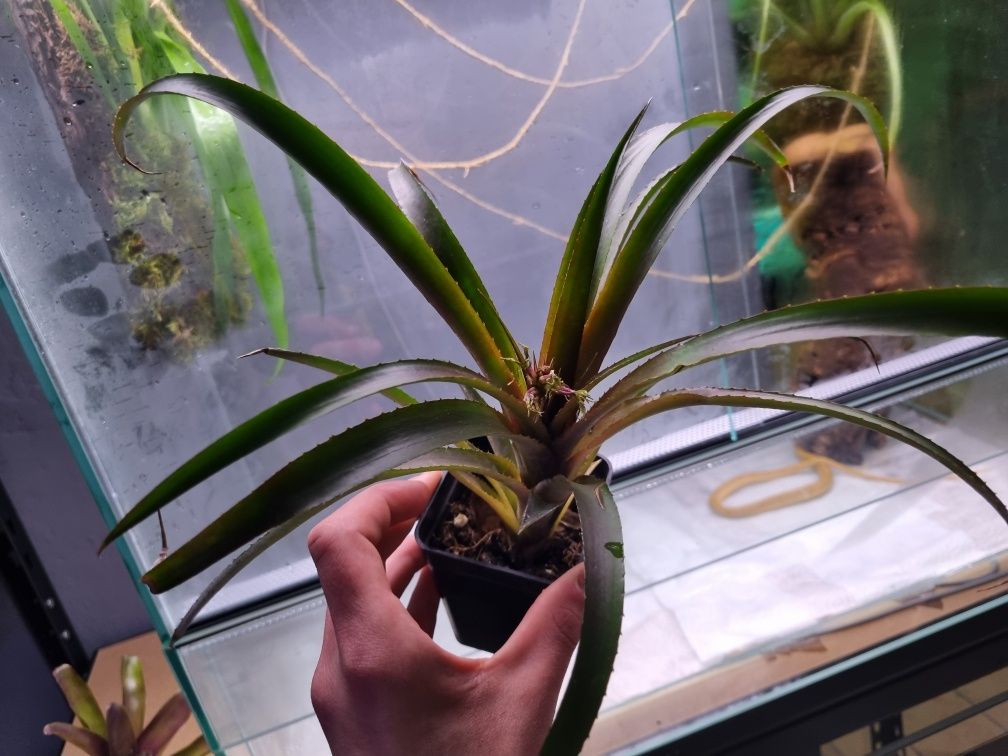 Neoregelia pendula rośliny epifityczne do terrarium/wiwarium/paludariu