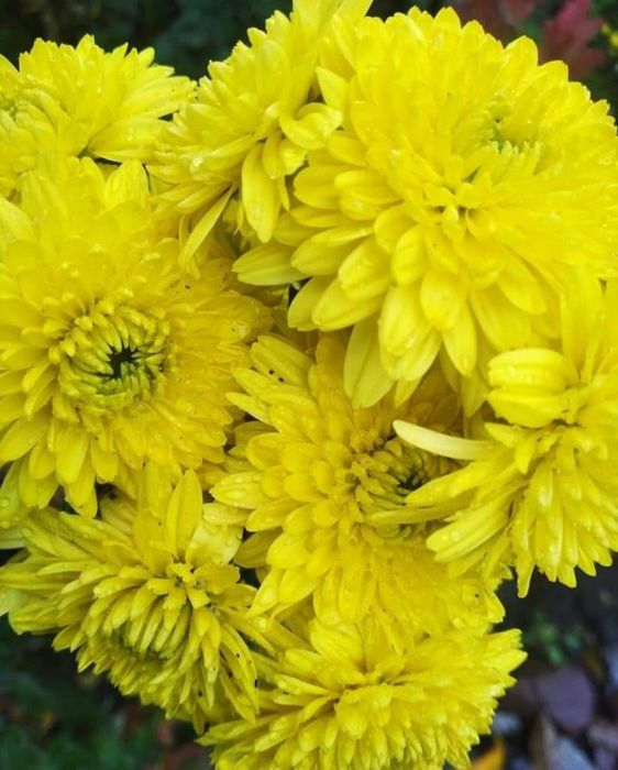 Ковиль трава. Хризантеми крупноквіткові!