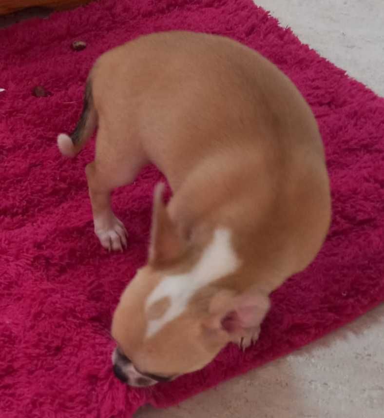 Śliczny piesek Chihuahua