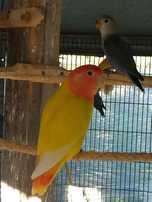 Agapornis roseicolis