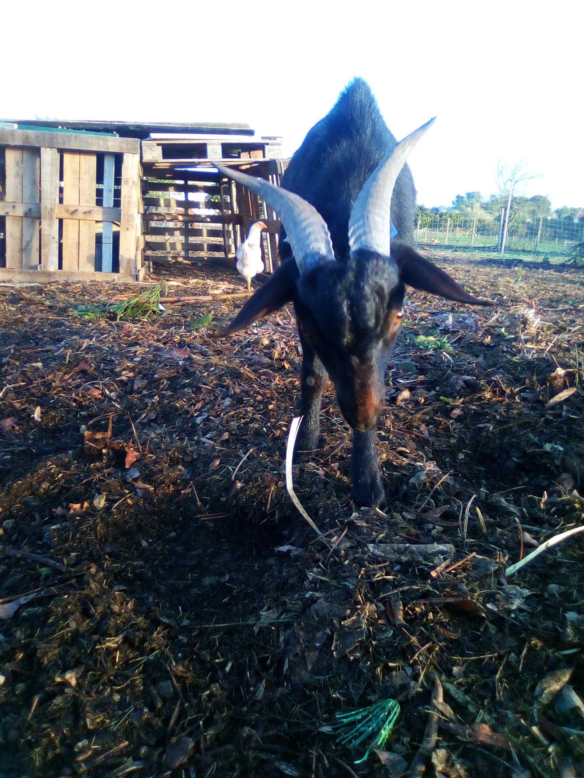 cabra raça murciana prenha