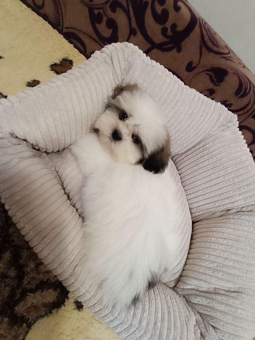 Малеча ши- тцу.Хлопчик.