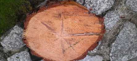 Plaster drewna drzewa sosnowego miary 26 x 5 cm
