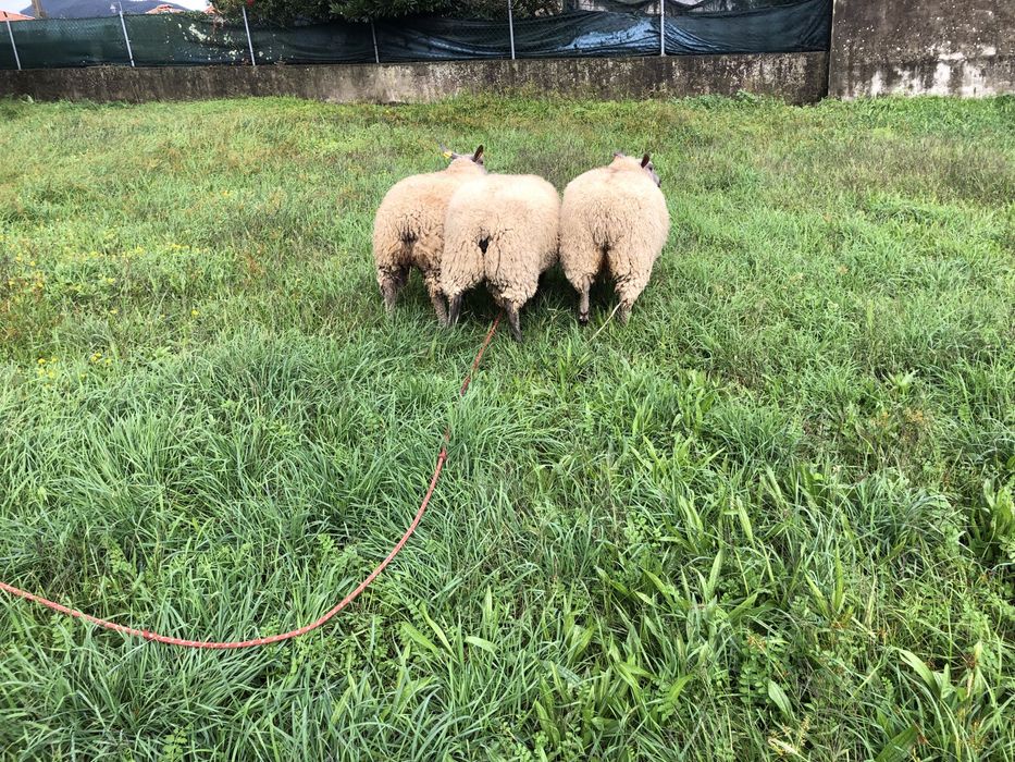 Vendo casal de ovinos  Blue de maine .