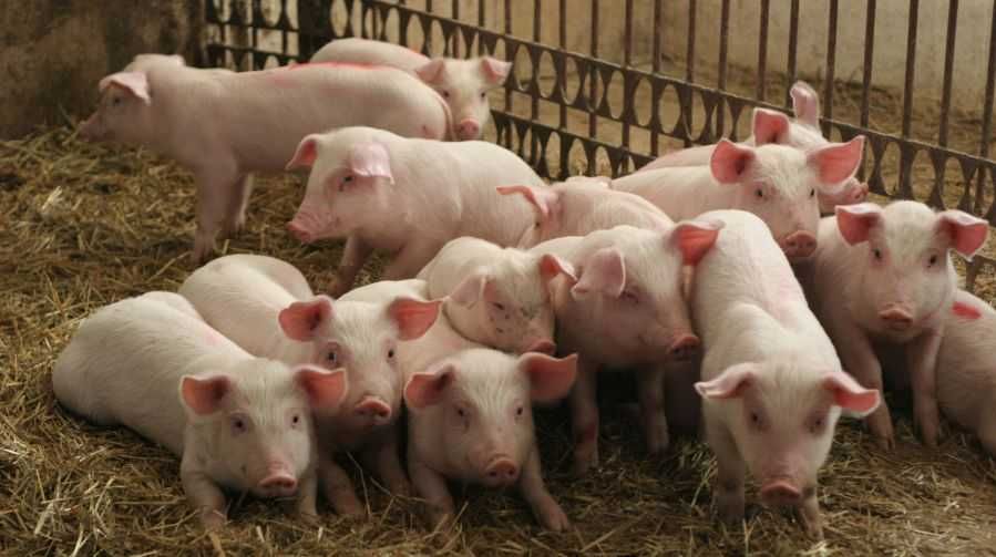 Trzoda chlewna - prosięta, warchlaki