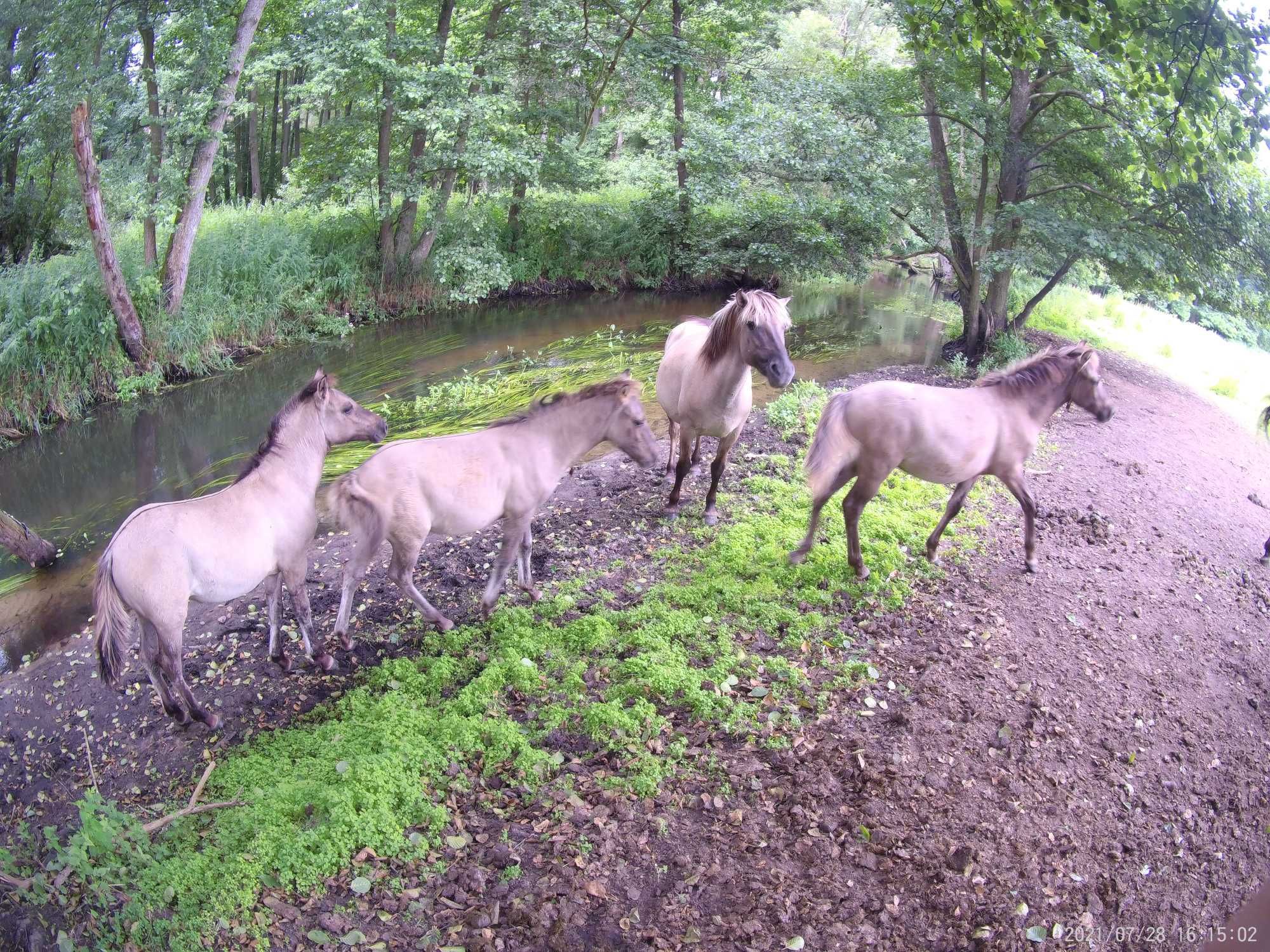 Konik Polski sprzedam