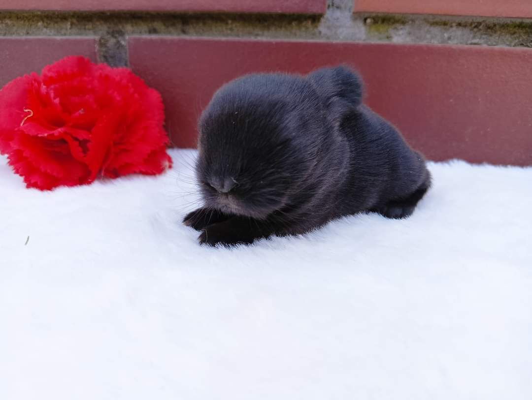 Mini lop, królik miaturka, króliczek baranek, karzełek