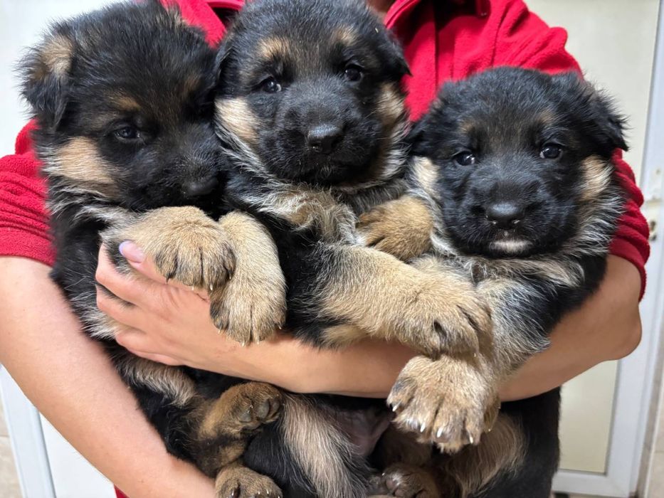 Маленькі принцеси шукають нову родину