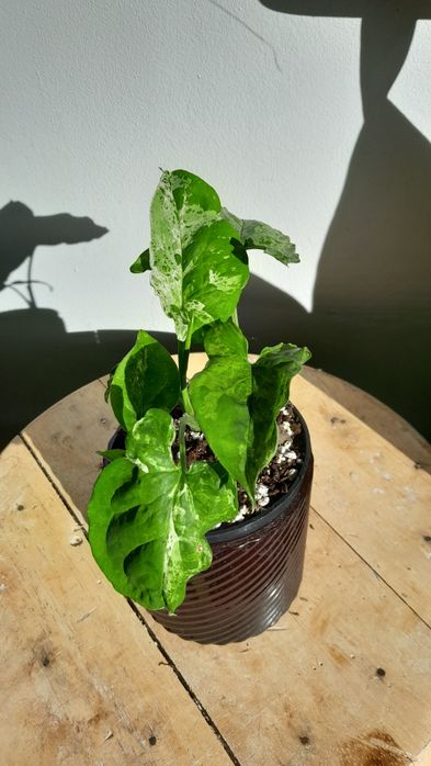 Syngonium mojito, mohito zroślicha