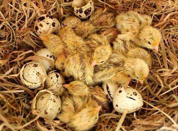 Инкубационное яйцо Перепела породы Белый Техасский, Фенікс Золотистий
