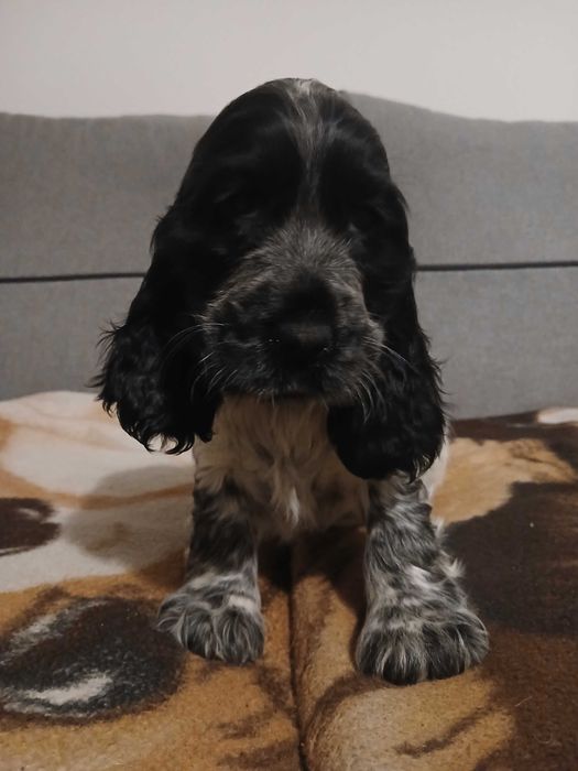 Sunia blue roan cocker spaniel angielski