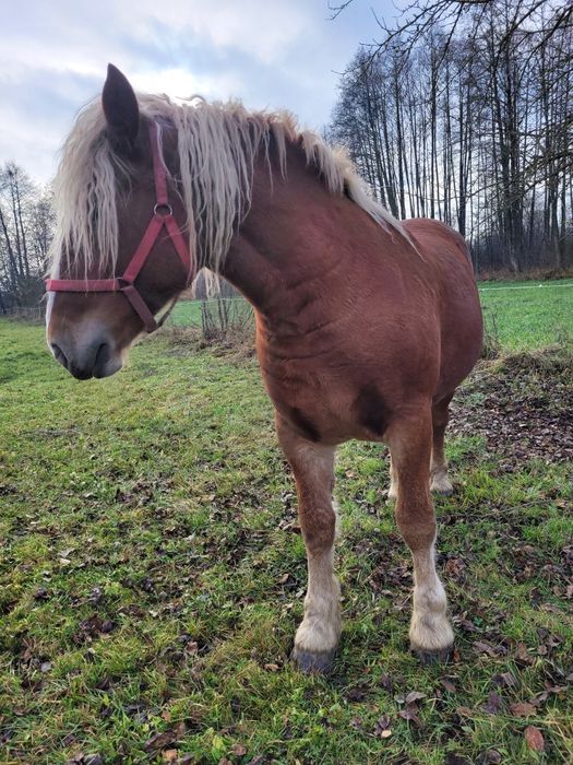 Sprzedam klacz kasztankę 1 rok i 6 miesięcy