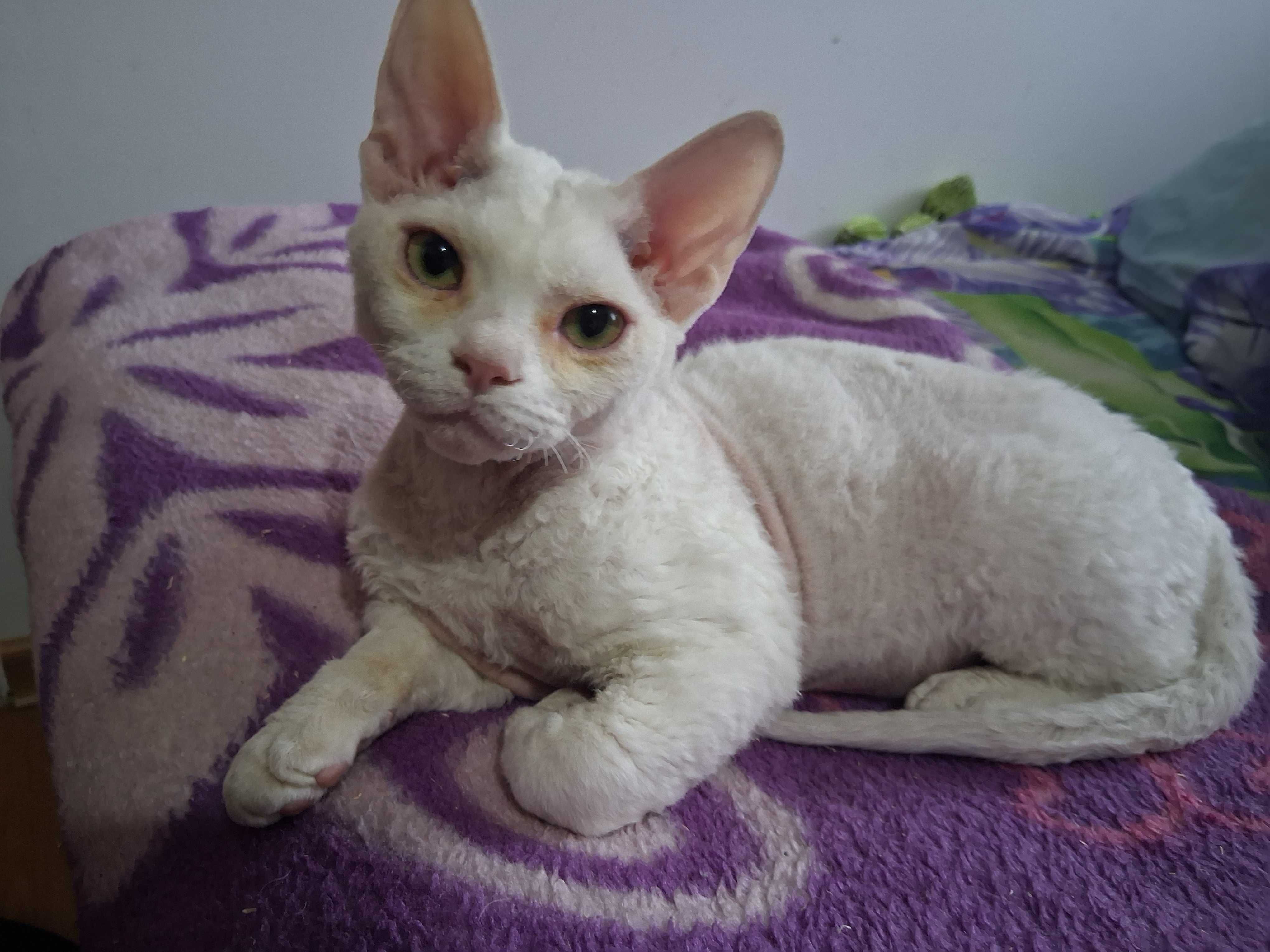 Devon Rex FPL roczny  kocurek