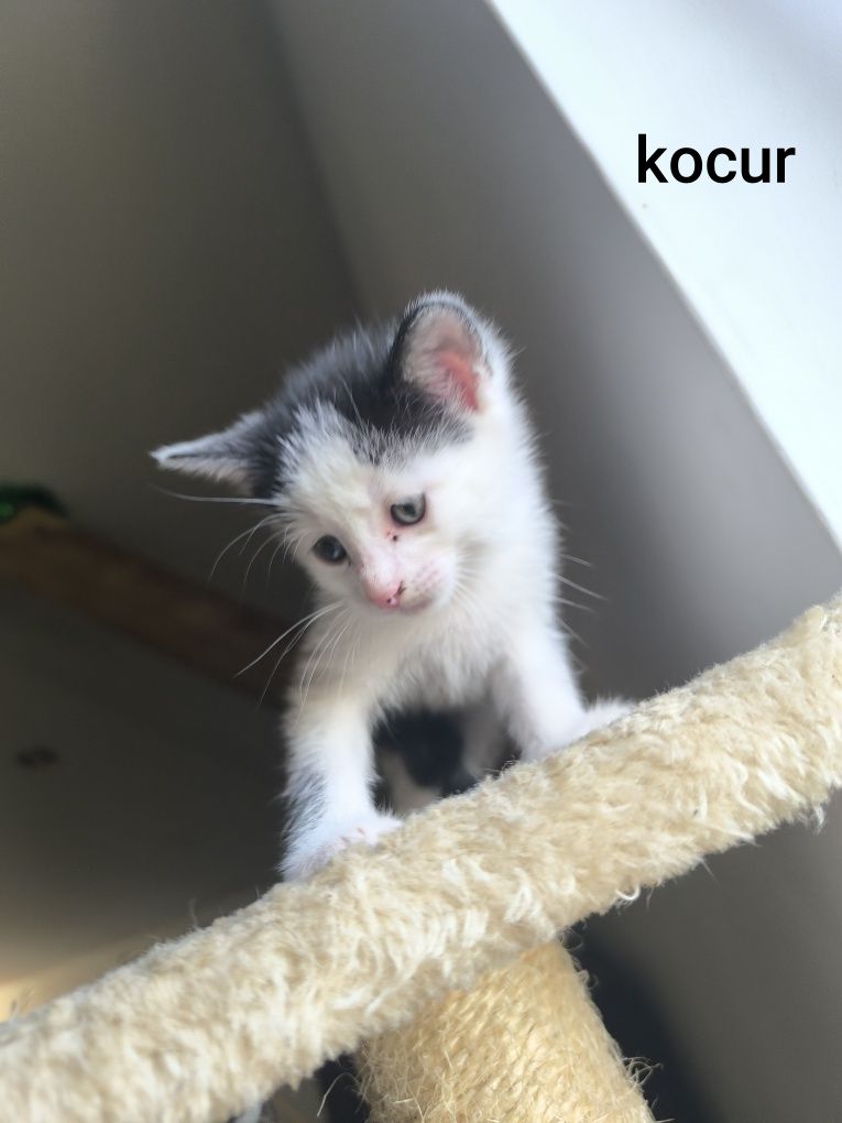 Biało czarne kociaki