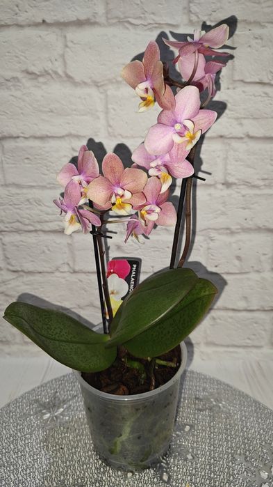 Чорний лебідь Будда Лимон табл Полька Бамбула Орхідея Сорт Сортові Шик