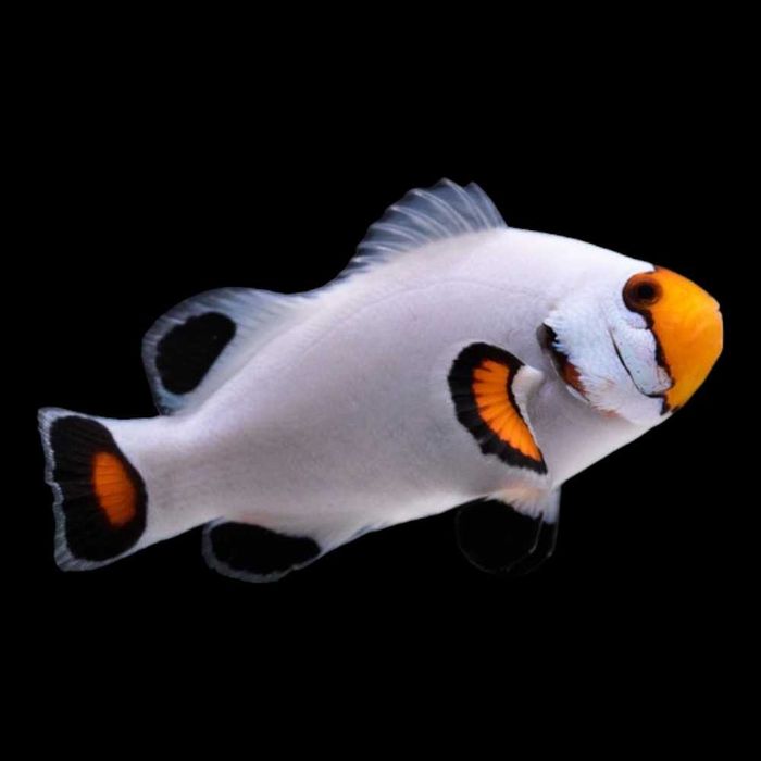 Amphiprion ocellaris platinum (M) błazenek platynowy