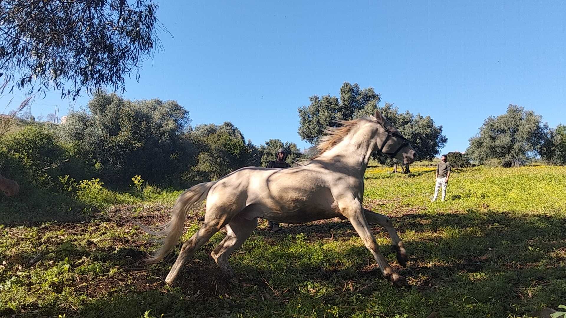 Cavalo Isabel com 14 anos