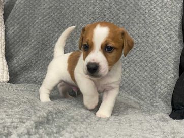 Piesek Jack Russell Terrier