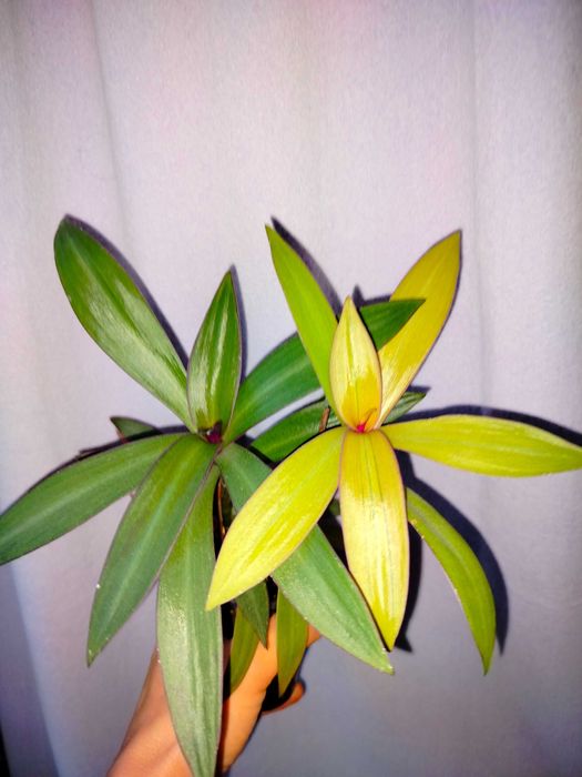 БегонияКлеопатра Рео сциндапсус Сингониум АлоеФилодендронХамедорея