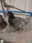 Nioski Kury Kurki !! Messa Rossa Leghorn prosto z Hodowli !! ZAPRASZAM