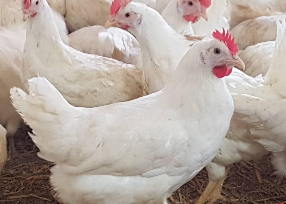 Leghorny Leghorn 23 tyg Dowóz Kury Nioski