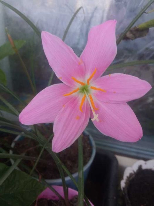 Комнатные луковичные - Нерине, зефирантес розовый, гиппеаструм.