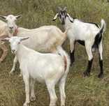 Cabras de raça grande prenhas e cabrito da raca serpentina