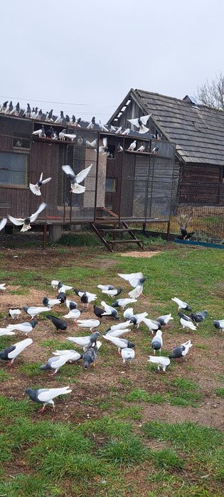 Gołębie Murzyny Ciemne