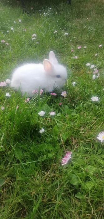 Teddy  miniaturka  śliczne gotowe do odbioru