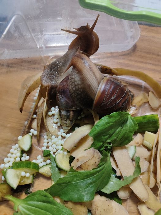 Віддам равликів ахатин безкоштовно