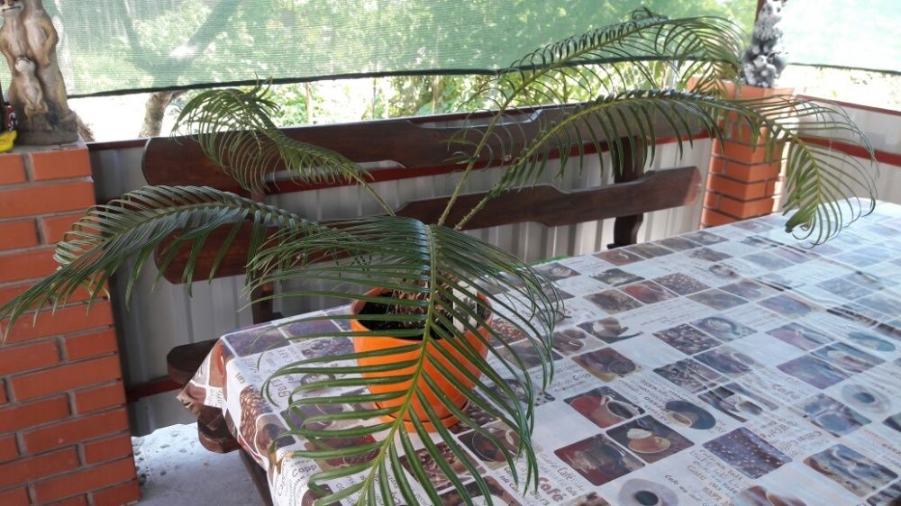 Продам пальму миллионера (Cycas)