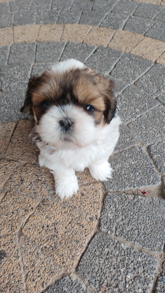 Shih tzu suczka szczenię