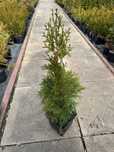 Hurt detal thuja szmaragdowa szmaragd