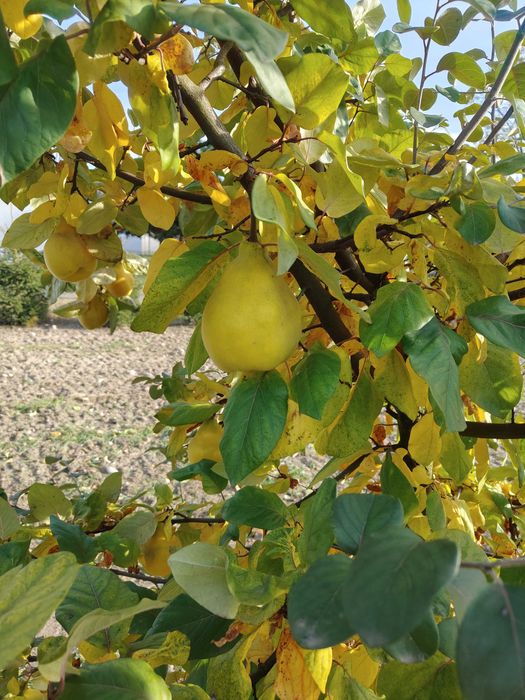 Pigwa gruszkowa 8 zł za kg