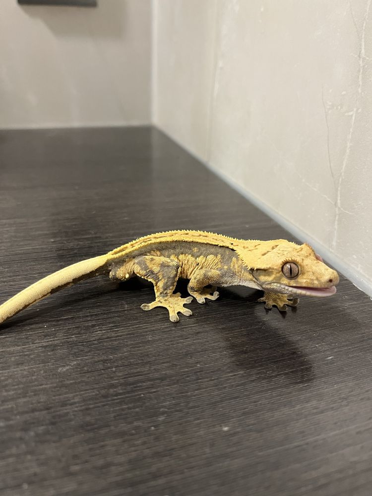 Gekon orzęsiony EMG1 samiec ciliatus crested gecko