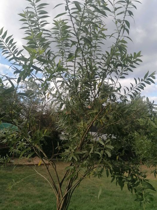 Wierzba pleciona rezerwacja