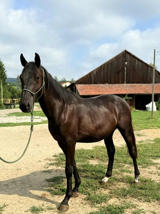 Na sprzedaż piękny ogierek rasy małopolskiej