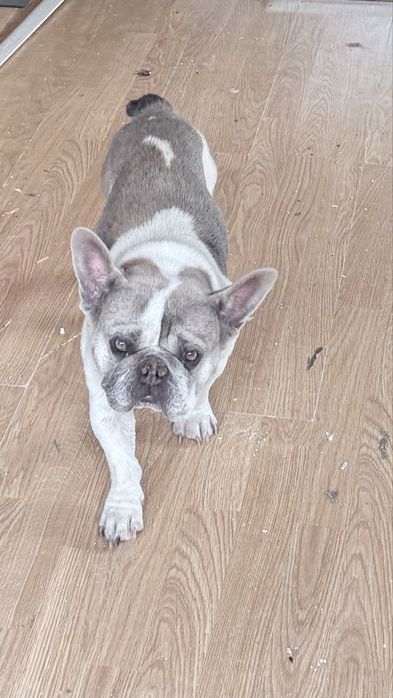 Piesek do oddania w cudowne ręce