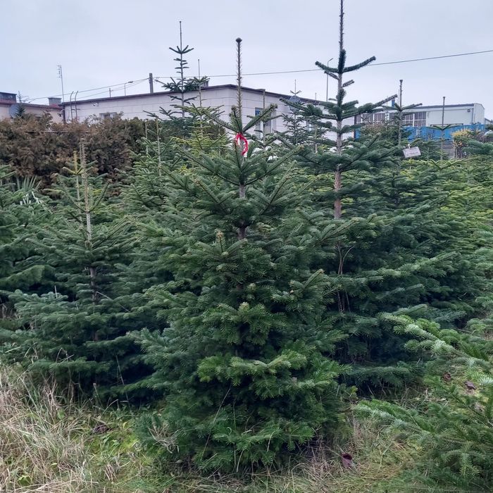 Choinki świąteczne