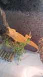 agama brodata z terrarium