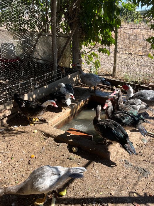 Vendo Patos Mudos e Galinhas Poedeiras